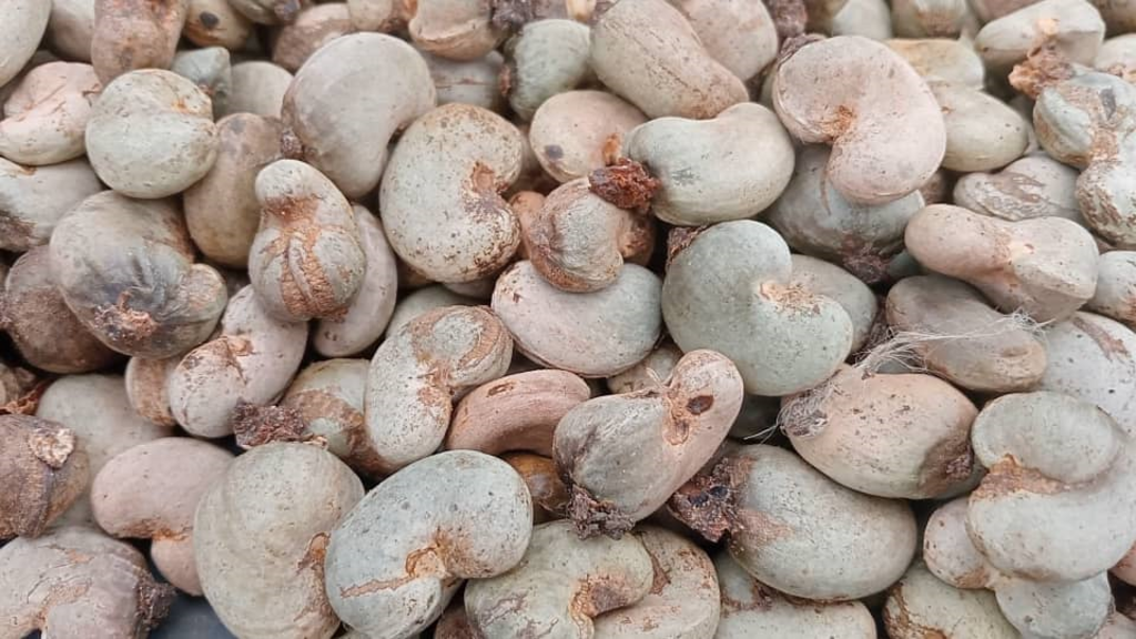 La mauvaise récolte d'anacardes serait liée au mauvais temps et à de mauvaises pratiques culturales.