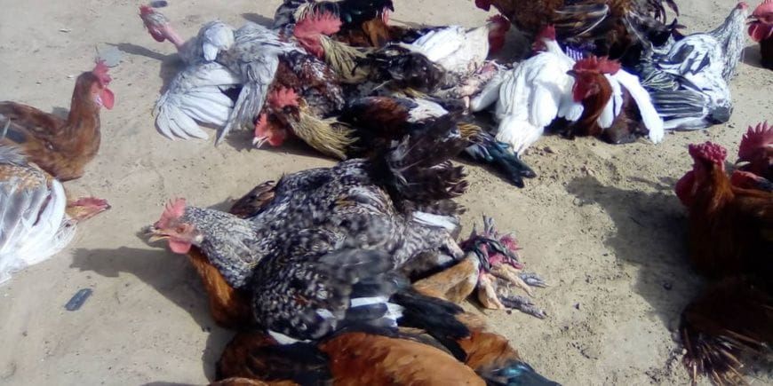 Poulets en vente sur un marché du Tchad